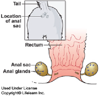 prominent sebaceous glands anus
